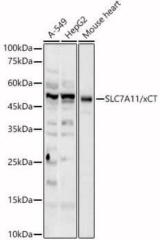 xCT Antibody xCT Antibody