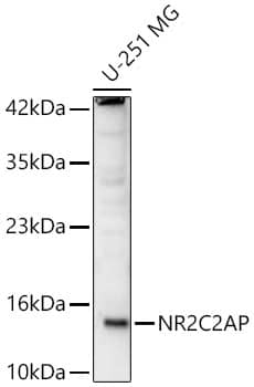 TRA16 Antibody - Azide and BSA Free