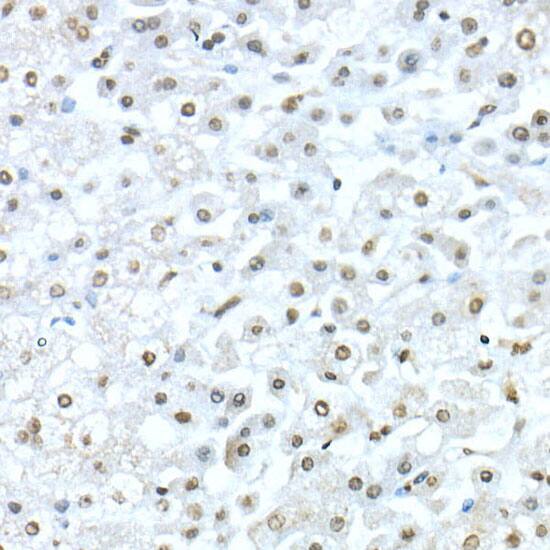 TEAD1 Antibody - Azide and BSA Free