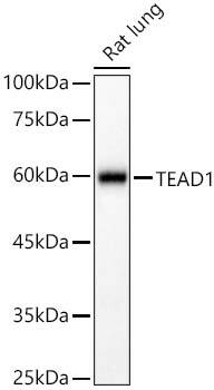 TEAD1 Antibody - Azide and BSA Free