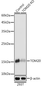 TOMM20 Antibody - Azide and BSA Free