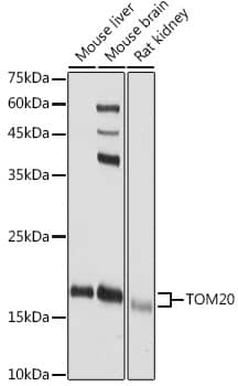 TOMM20 Antibody - Azide and BSA Free