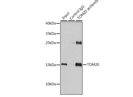 TOMM20 Antibody - Azide and BSA Free
