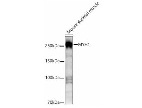 Myosin Heavy Chain 1 Antibody - Azide and BSA Free