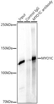 Myosin 1C Antibody - BSA Free
