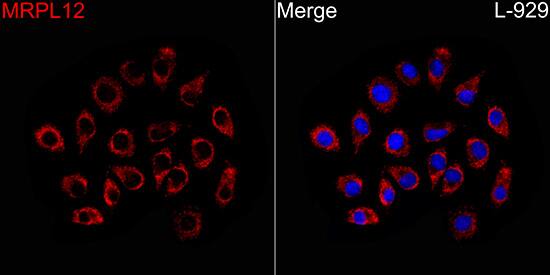 MRPL12 Antibody - BSA Free