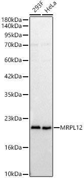 MRPL12 Antibody - BSA Free