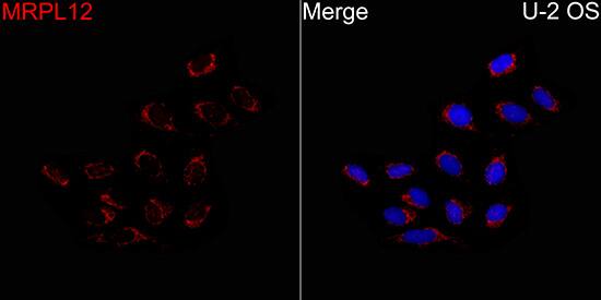 MRPL12 Antibody - BSA Free