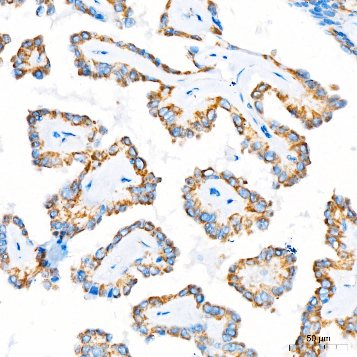 MRPL12 Antibody - BSA Free
