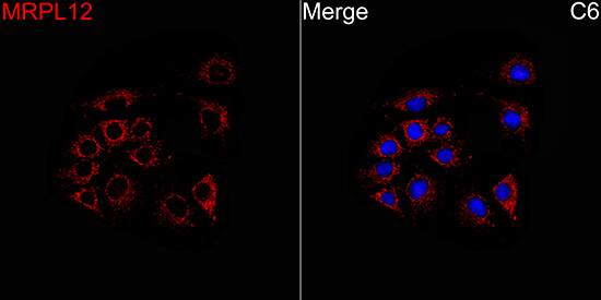 MRPL12 Antibody - BSA Free