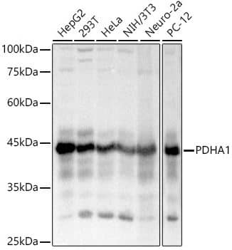 Pyruvate Dehydrogenase E1-alpha subunit Antibody - Azide and BSA Free