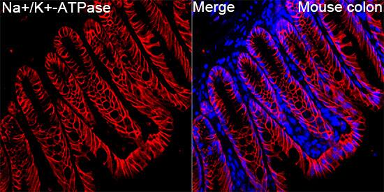 Sodium Potassium ATPase Alpha 1 Antibody - Azide and BSA Free