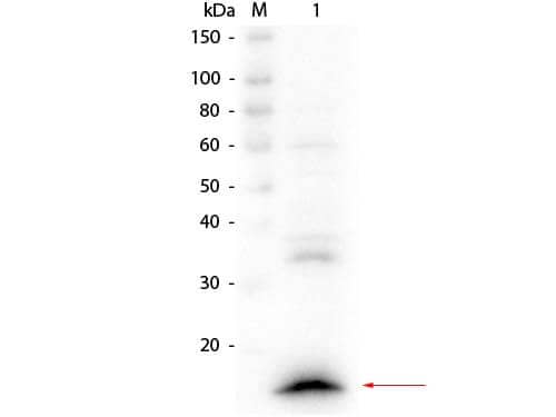 Rabbit anti-Llama VHH Secondary Antibody