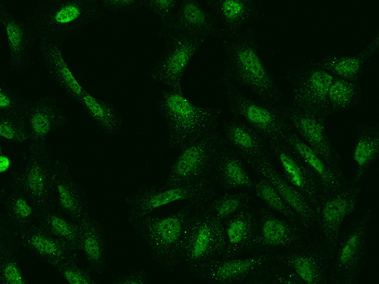 GRB 14 Antibody - BSA Free