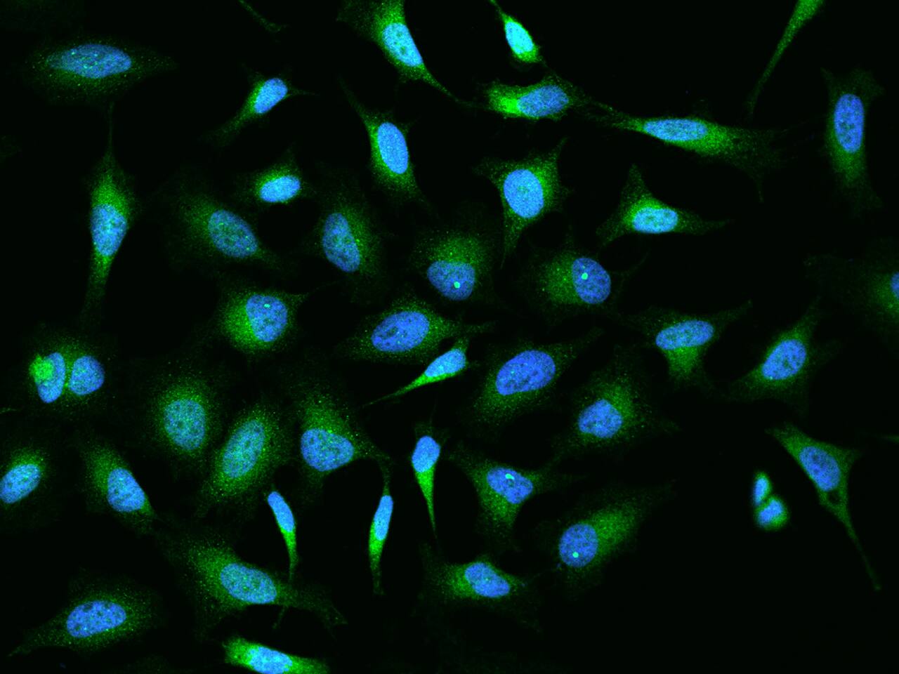 OS9 Antibody - BSA Free