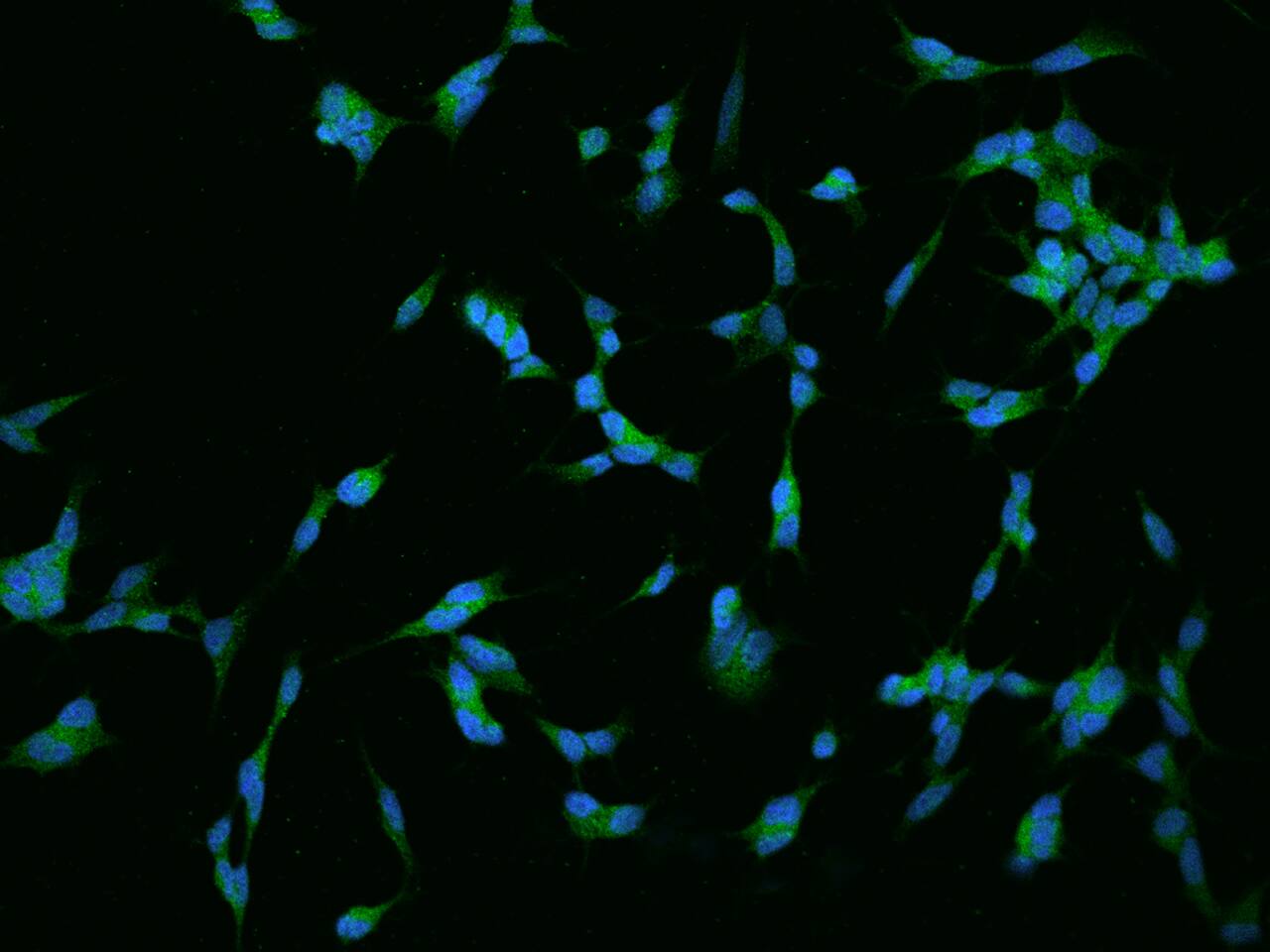 RGS17 Antibody - BSA Free