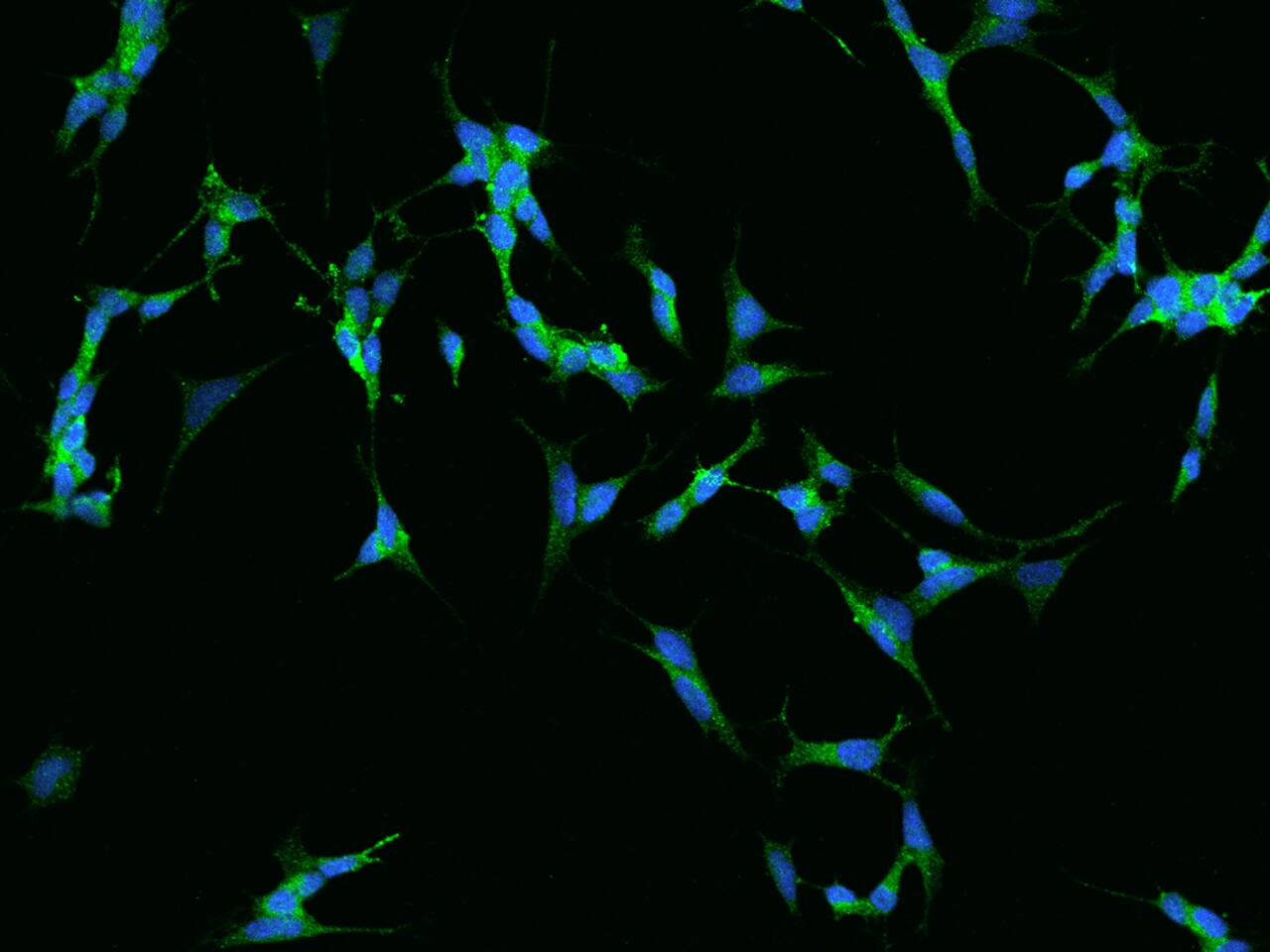 Chromogranin B Antibody - BSA Free