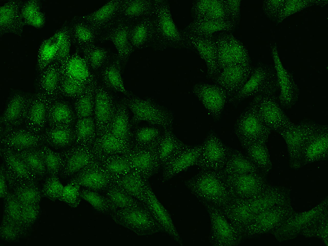 C2orf42 Antibody - BSA Free