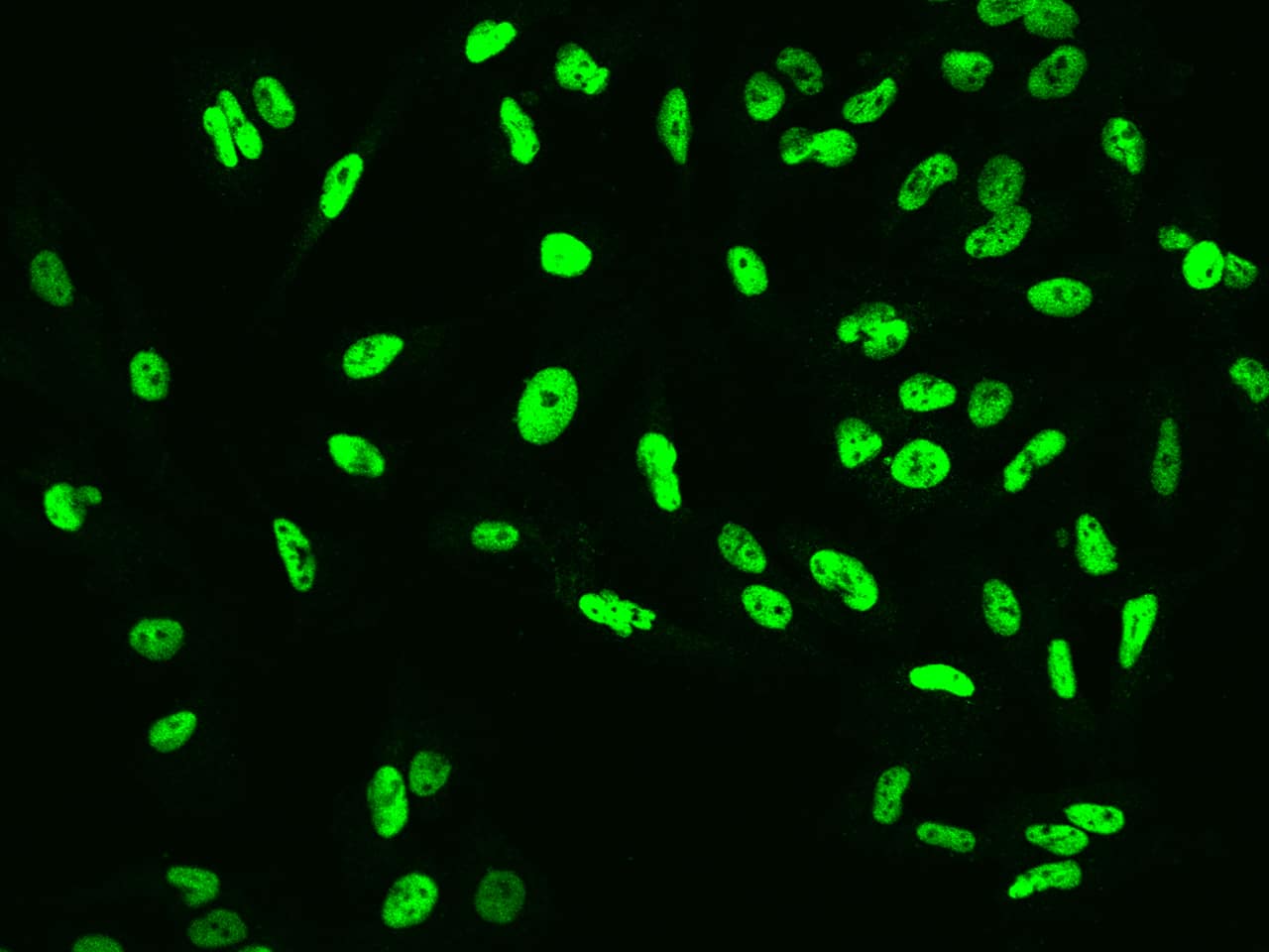 CUL4B Antibody - BSA Free