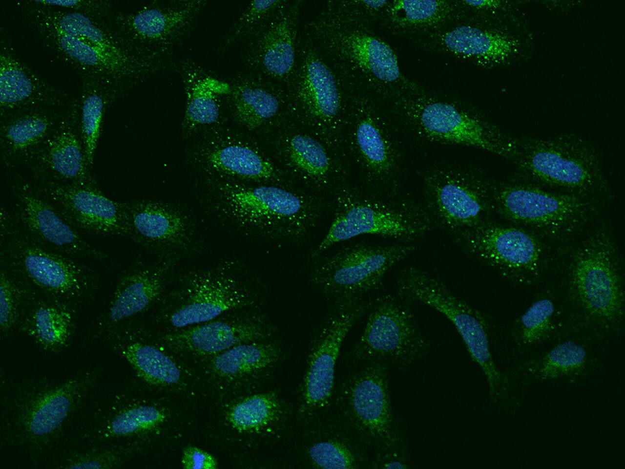 EFCBP2 Antibody - BSA Free