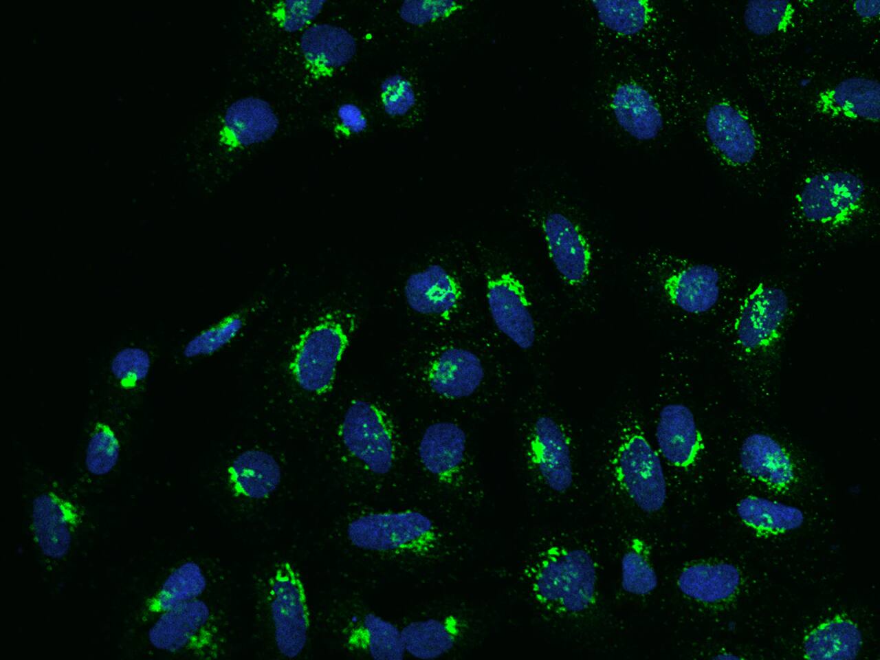 Nucleobindin 1 Antibody - BSA Free