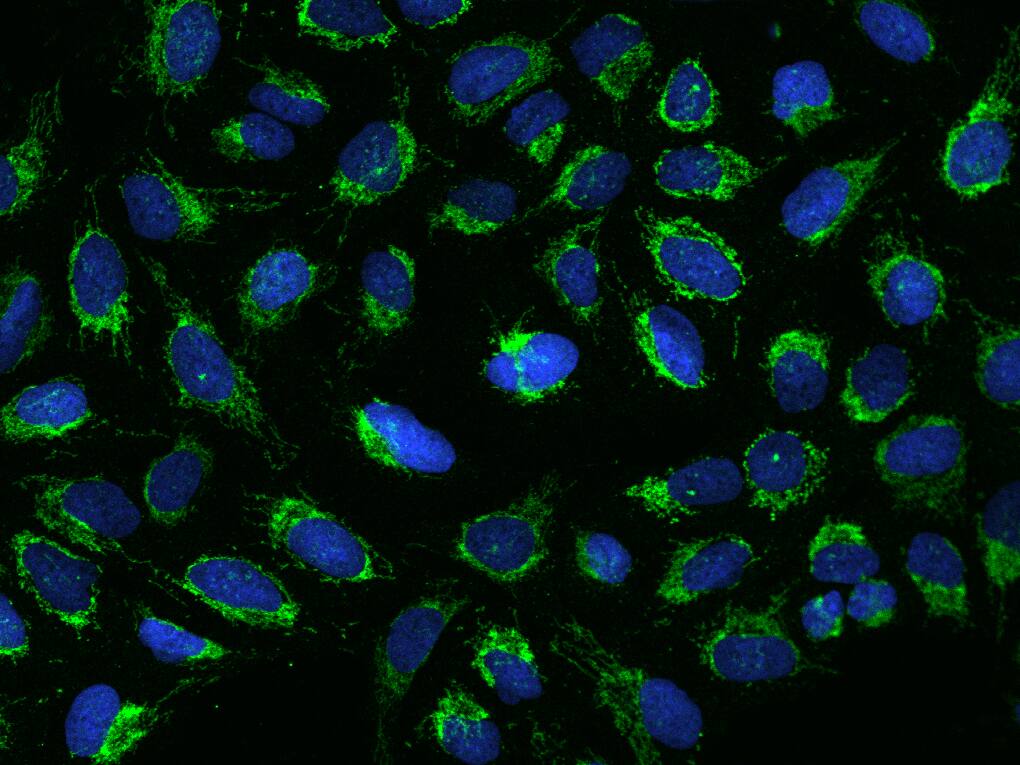 MRPS26 Antibody - BSA Free