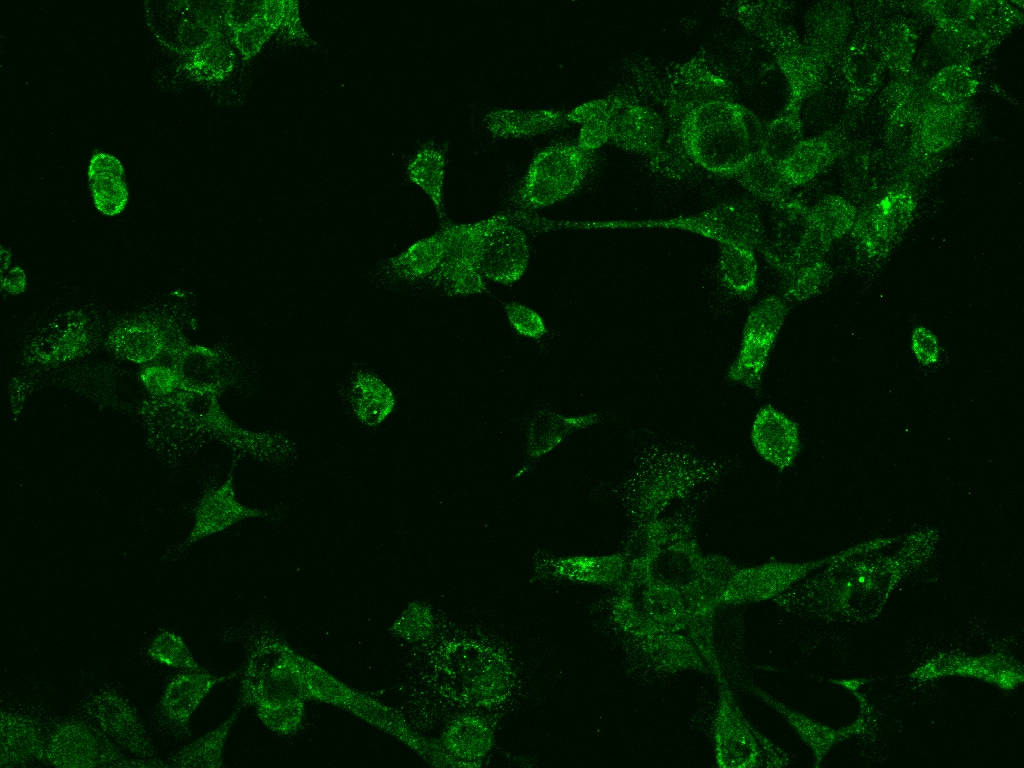 P-Rex1 Antibody - BSA Free