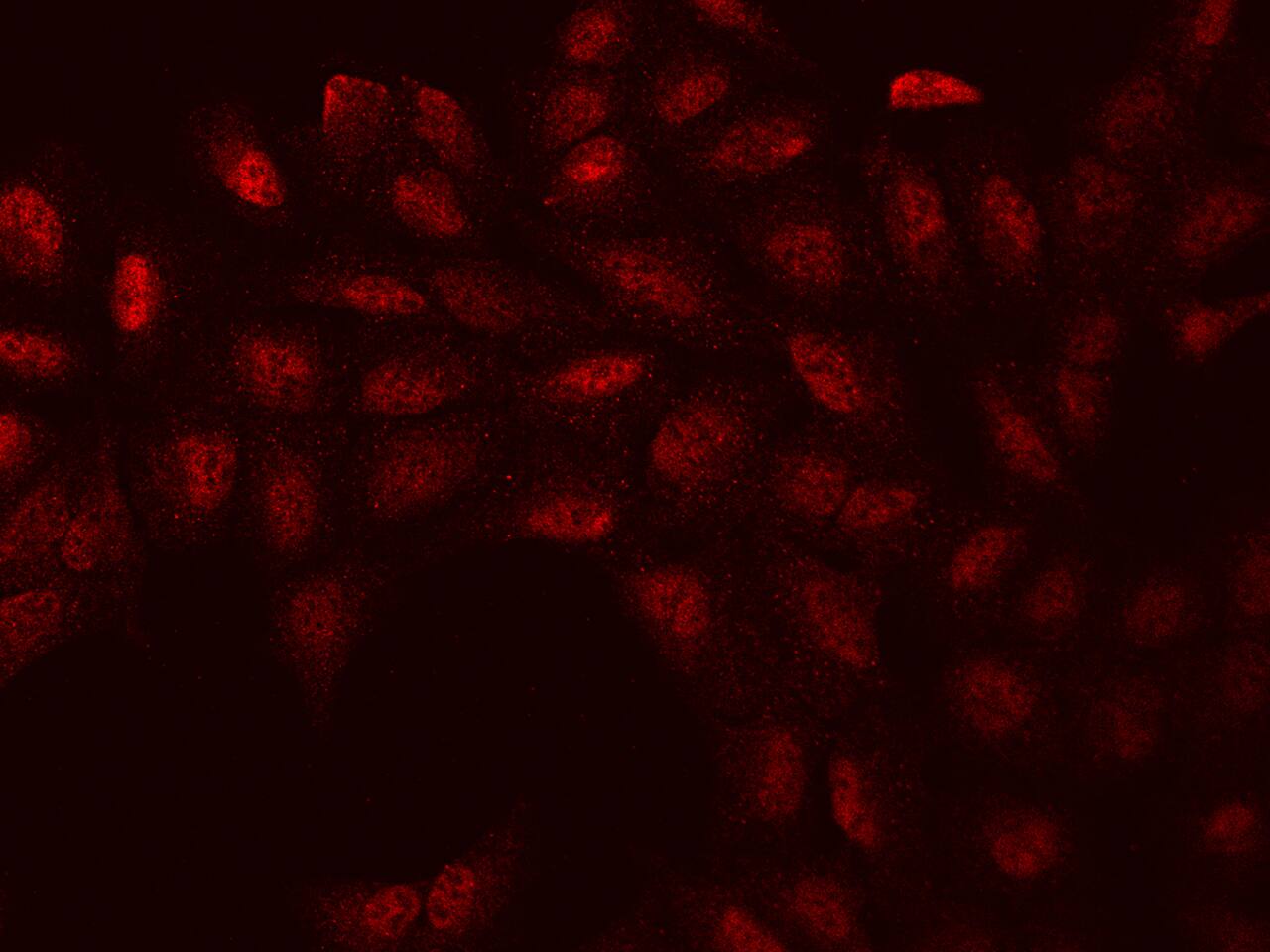 WBP11 Antibody - BSA Free