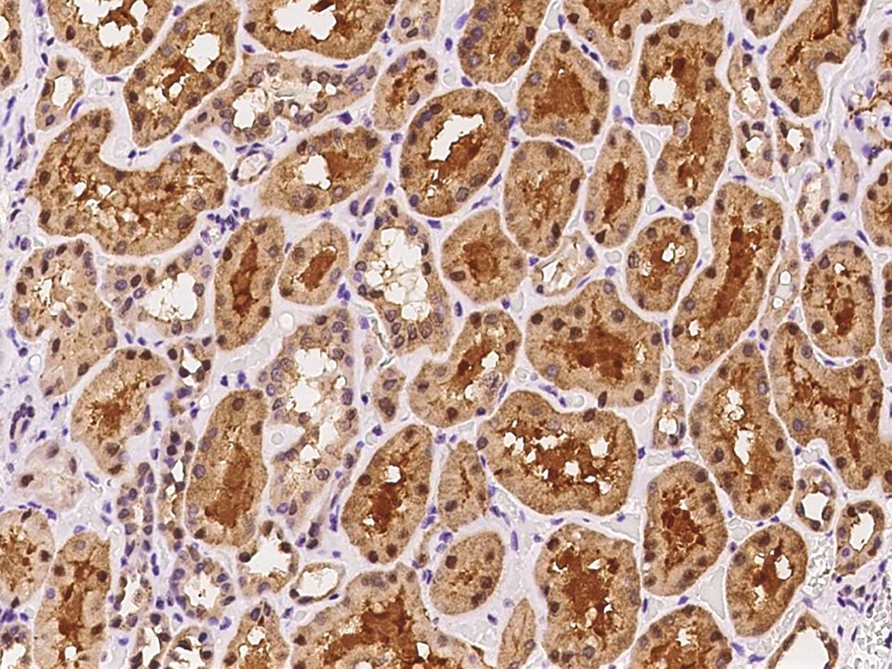ISOC2 Antibody - BSA Free