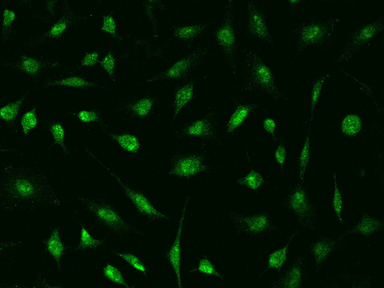 DDX56 Antibody - BSA Free