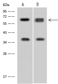 DDX56 Antibody - BSA Free