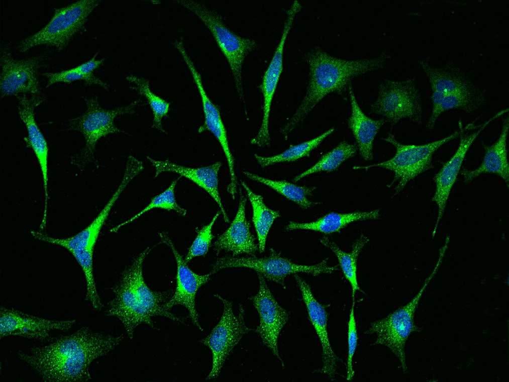 ABRO Antibody - BSA Free