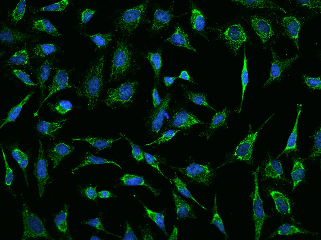 AK3L1 Antibody - BSA Free