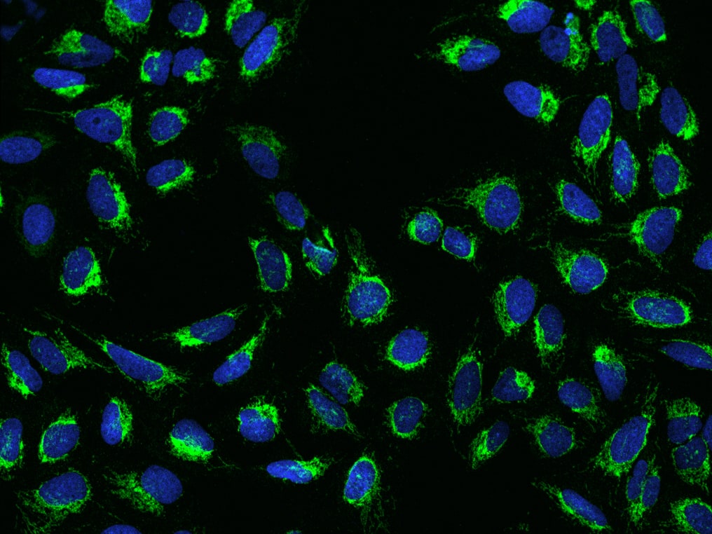 COX3 Antibody - BSA Free