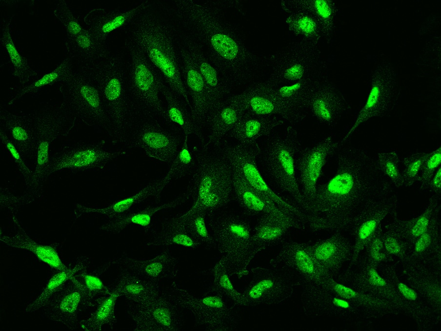MCAF1 Antibody - BSA Free