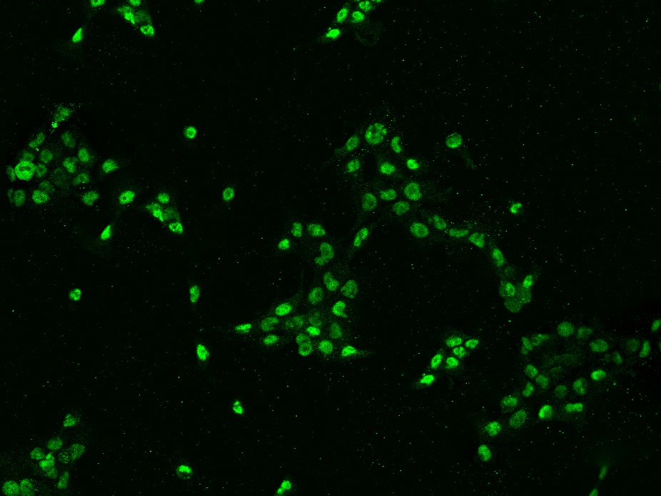 DHX15 Antibody - BSA Free