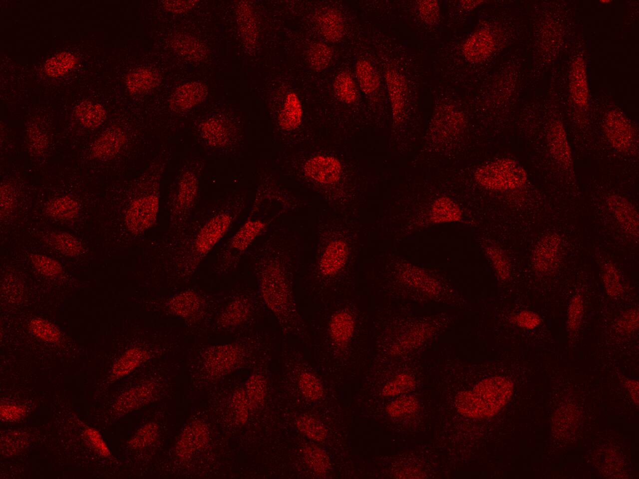 SEPHS2 Antibody - BSA Free