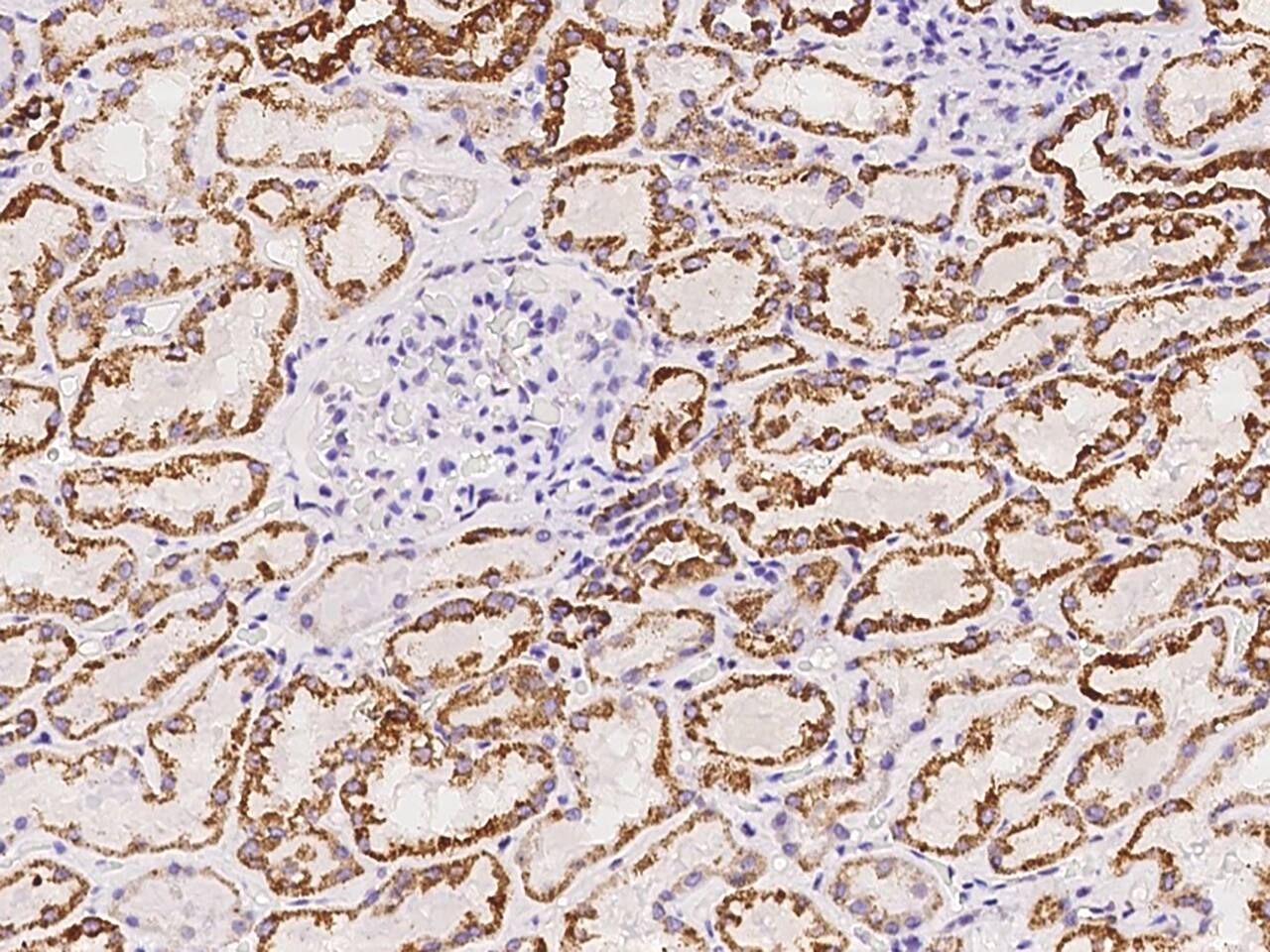 AUH Antibody - BSA Free