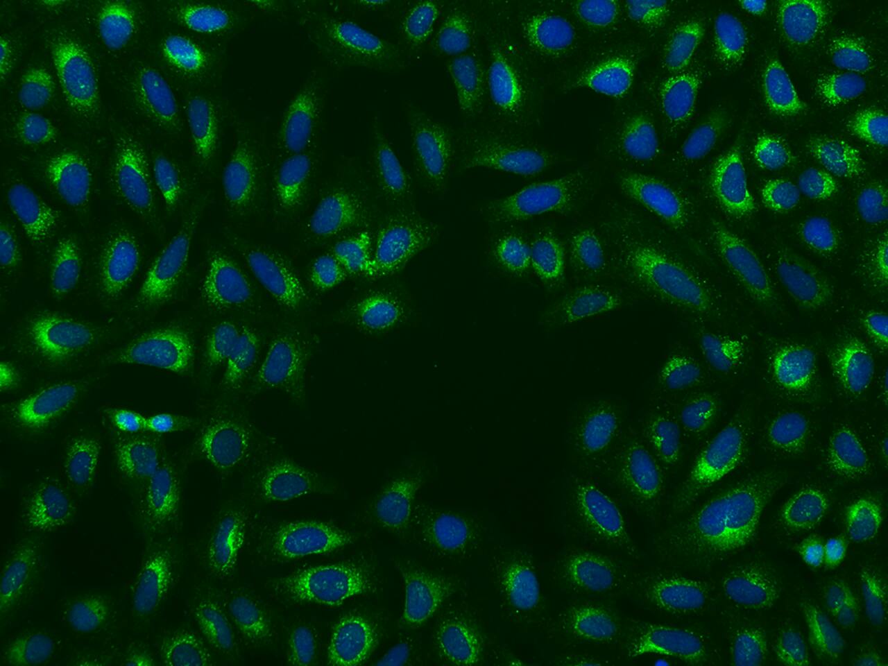 14-3-3 epsilon Antibody - BSA Free