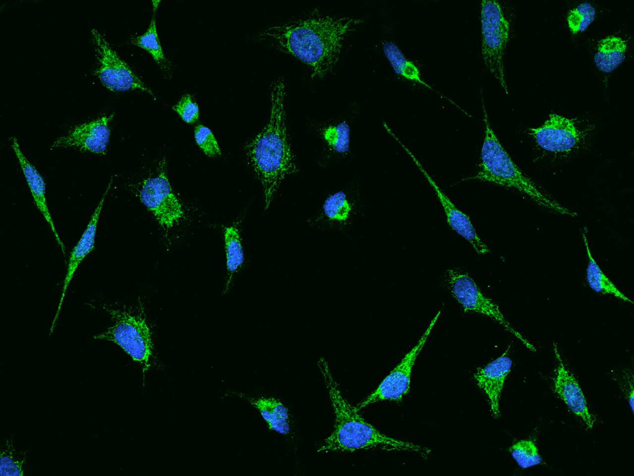 HMGCS1 Antibody - BSA Free