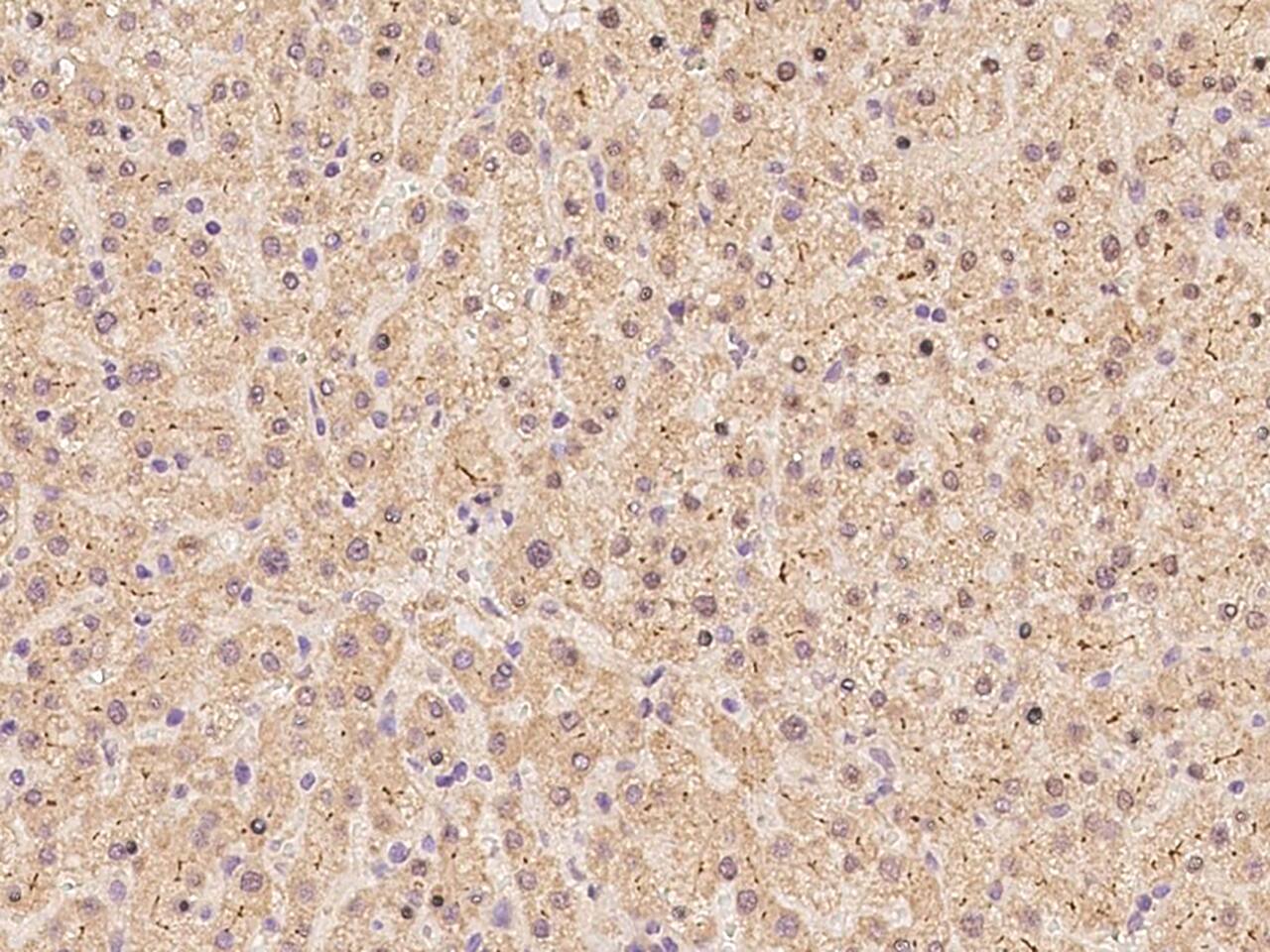 Eps8 Antibody - BSA Free