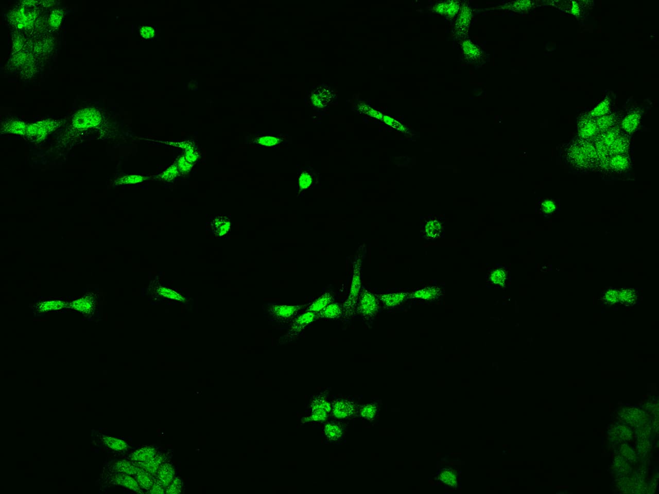 ELAC2 Antibody - BSA Free