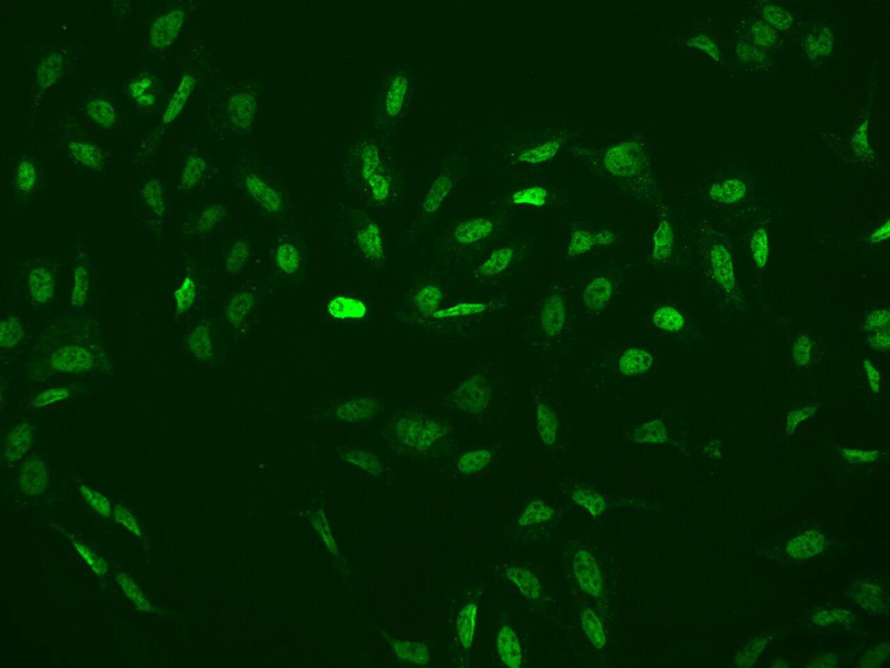 RBM3 Antibody - BSA Free