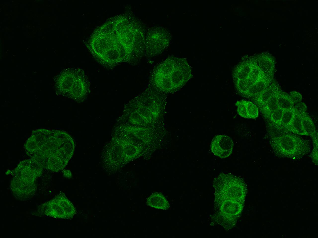 WWOX Antibody - BSA Free