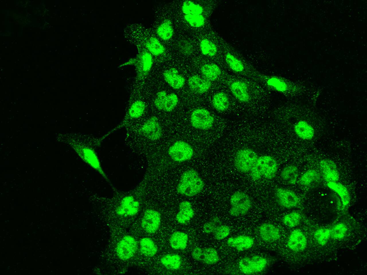 RBM7 Antibody - BSA Free