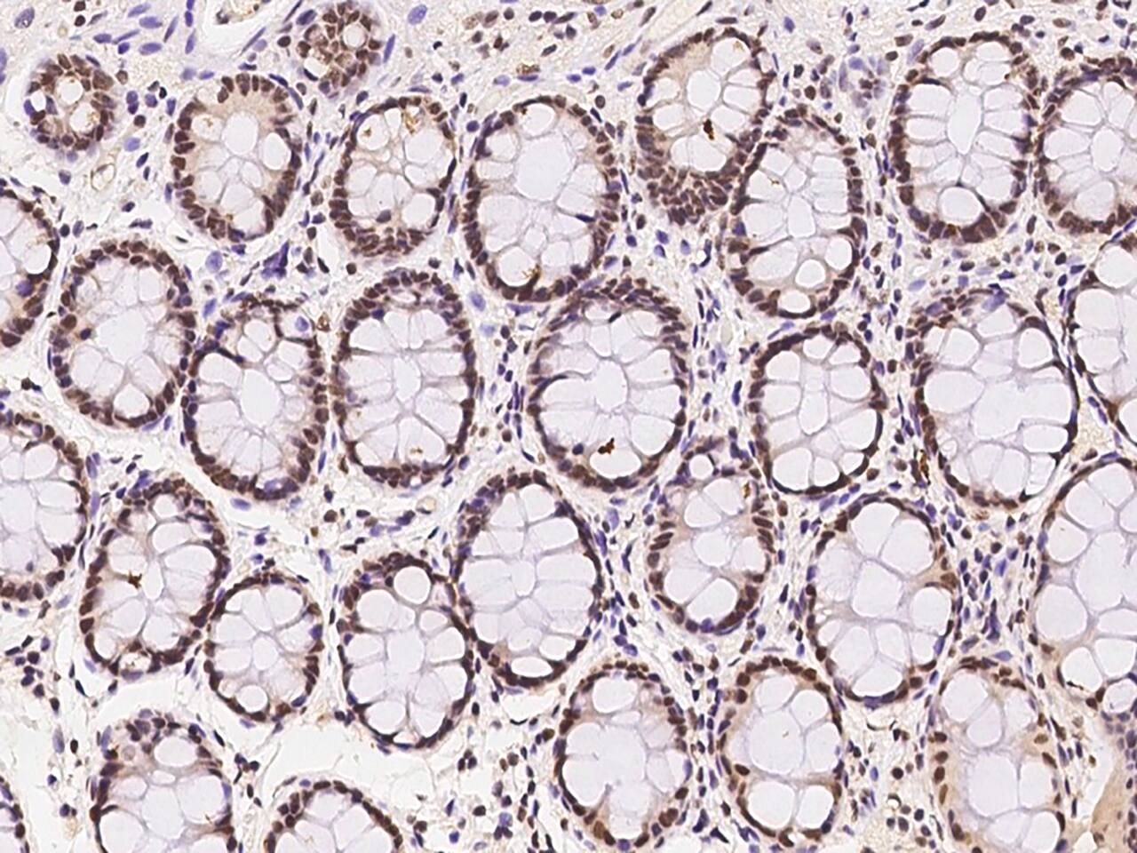 WDR33 Antibody - BSA Free