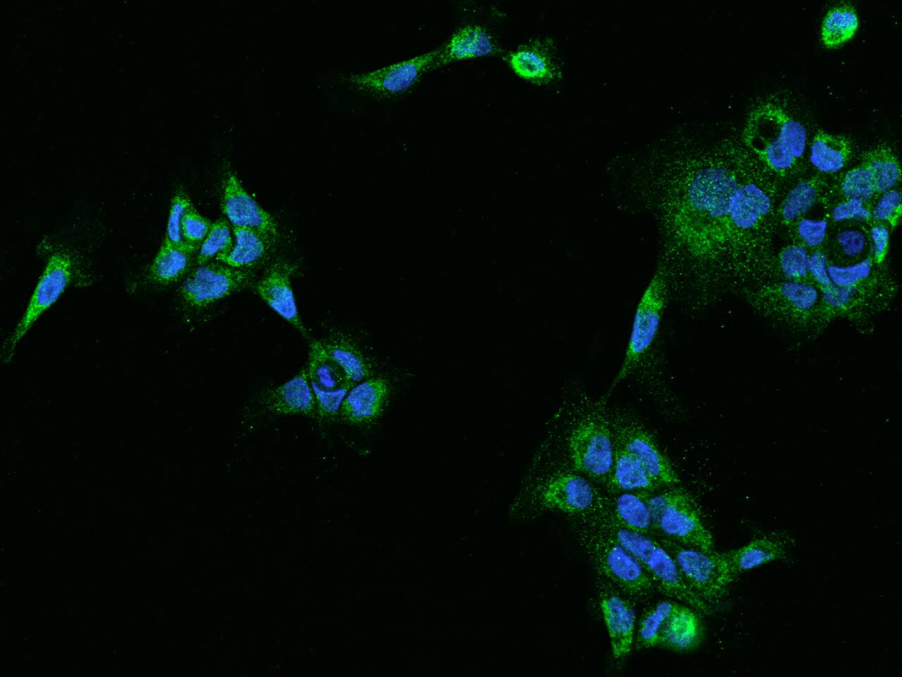 PECR Antibody - BSA Free