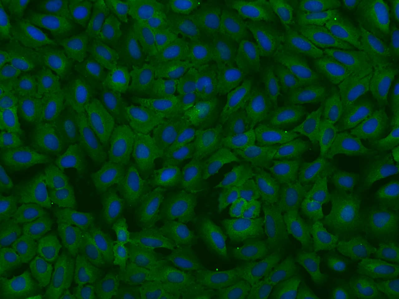 MTHFD1 Antibody - BSA Free