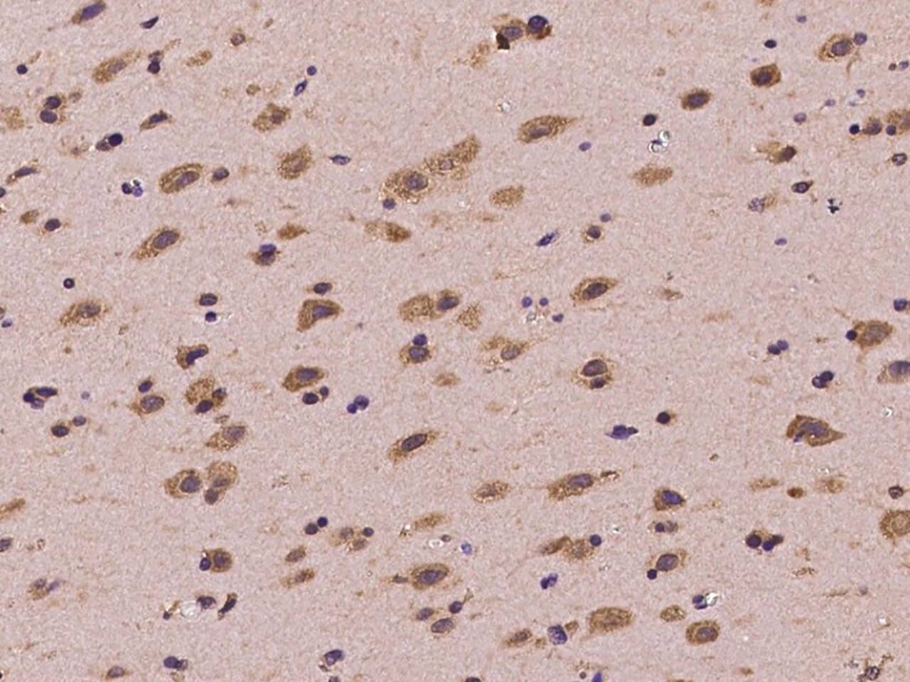 FXR1 Antibody - BSA Free