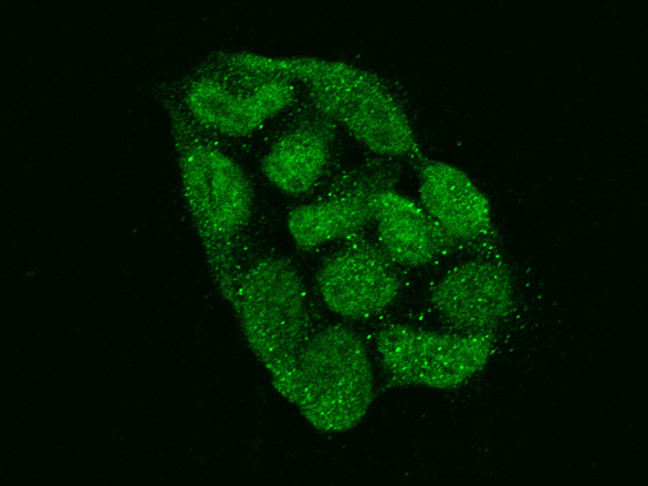 ZNF576 Antibody - BSA Free
